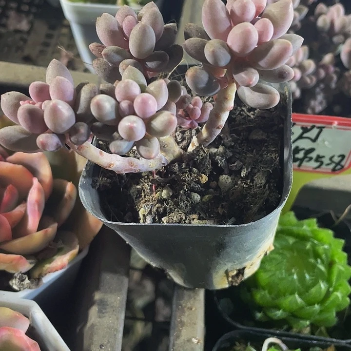 婴儿手指群2.8带盆