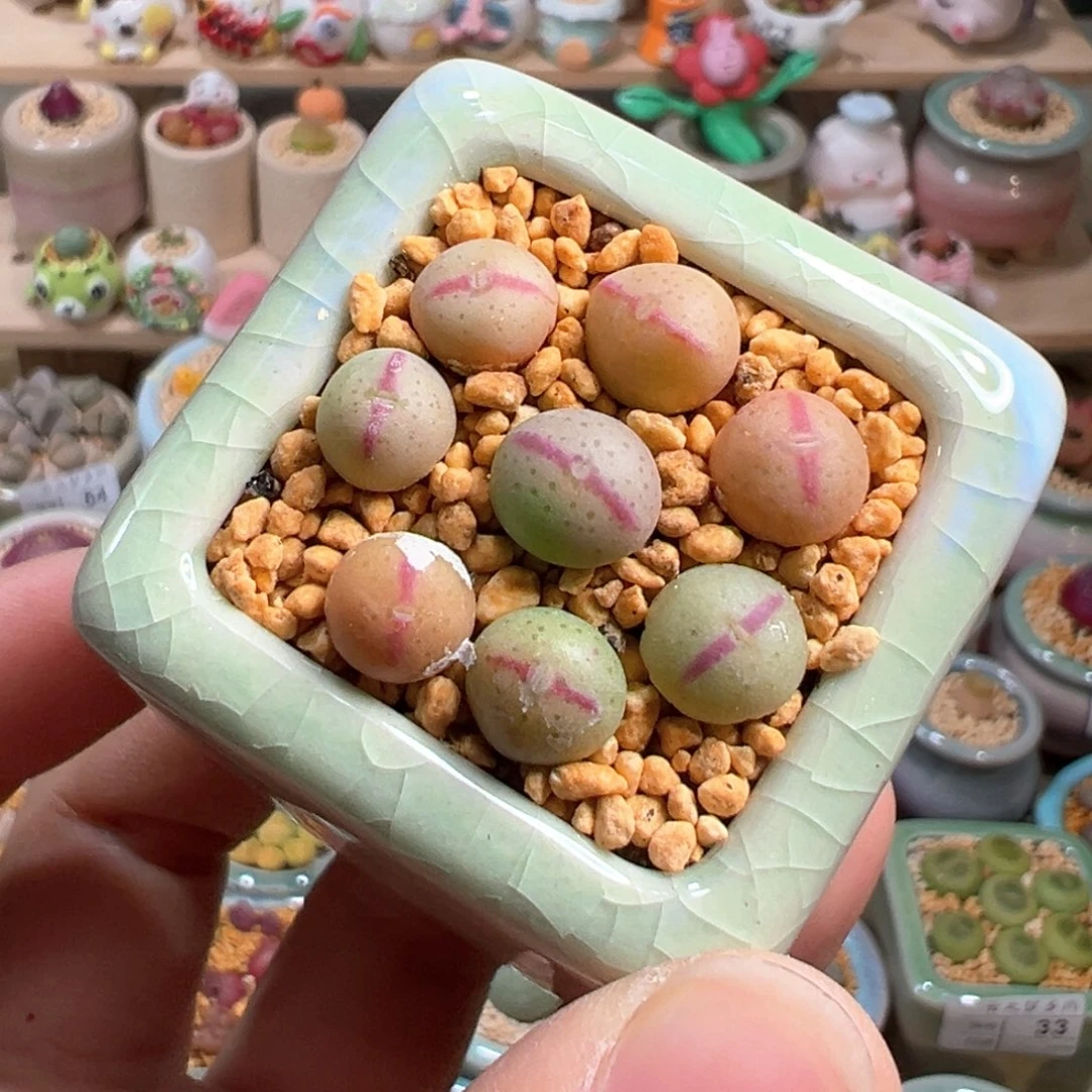 多肉植物81号少将