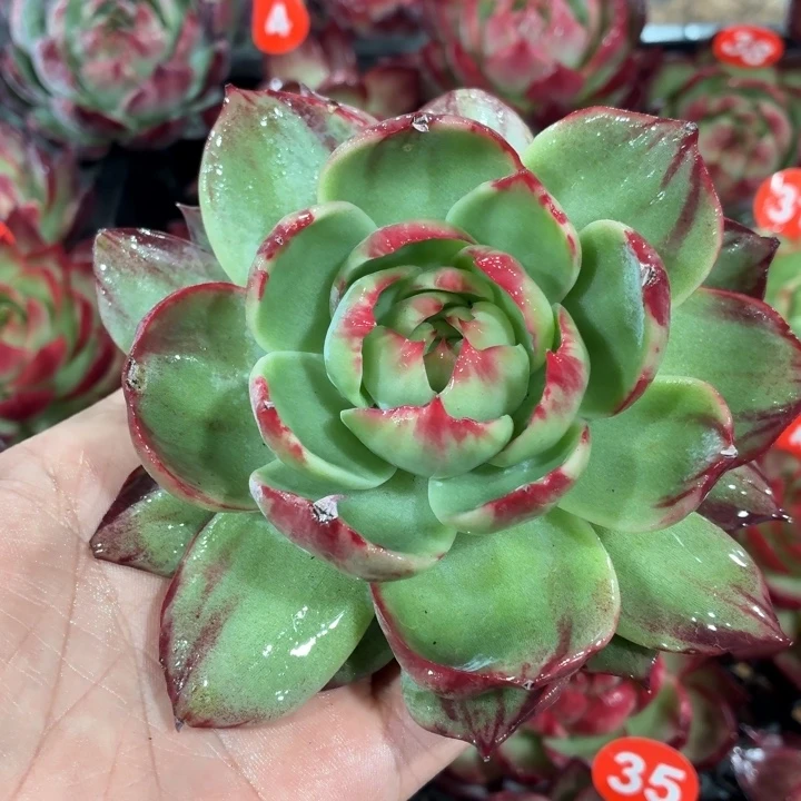 惊鸿仙子开播福利