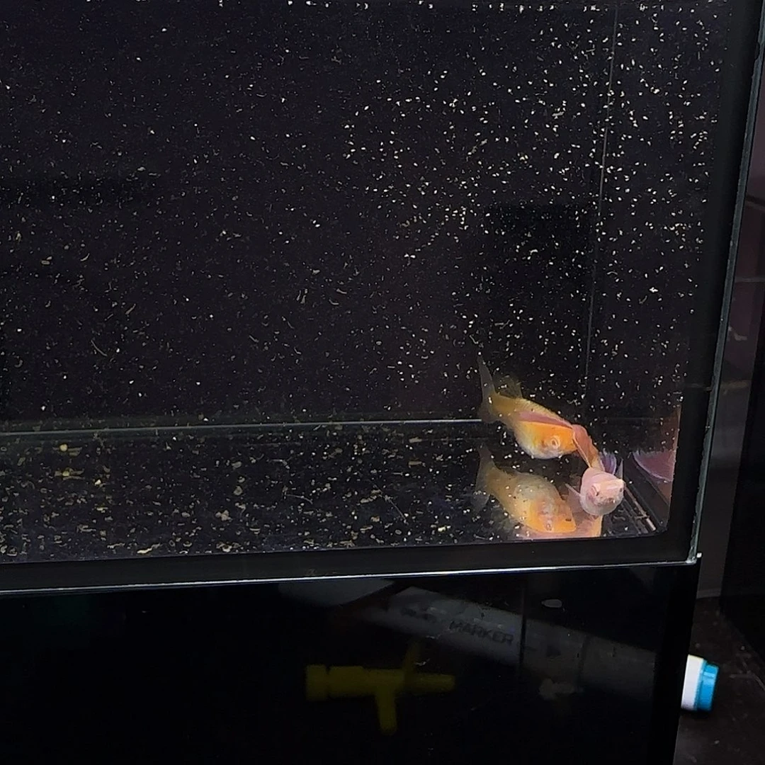 孔雀鱼金粉一对！！！