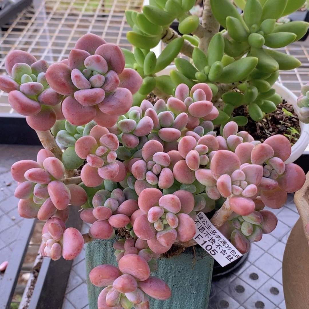 樱花洛神16cm105多肉植物
