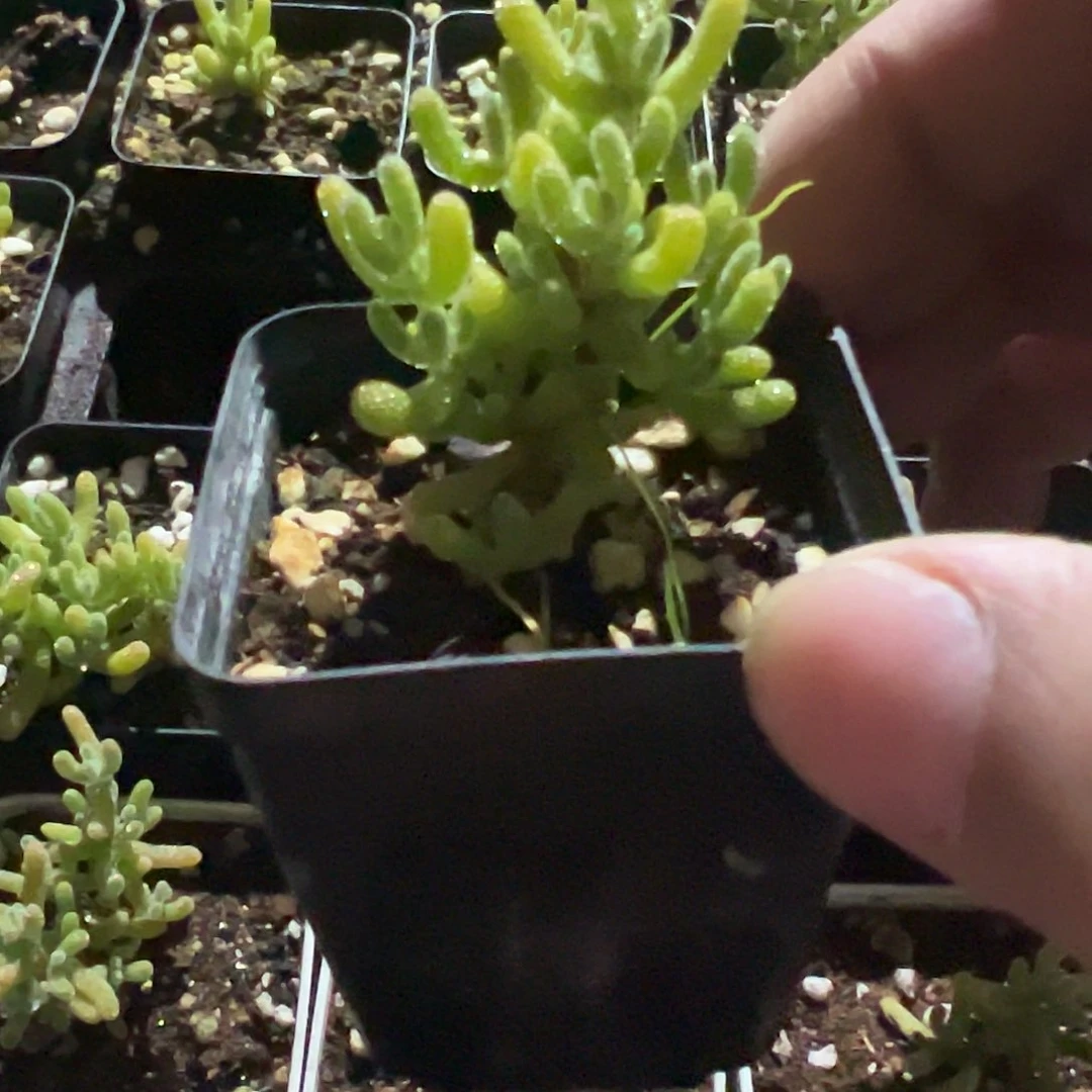 冰晶杂糖球小55杯精品