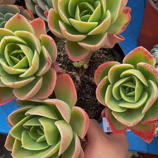 努*雨星娜塔14028多肉