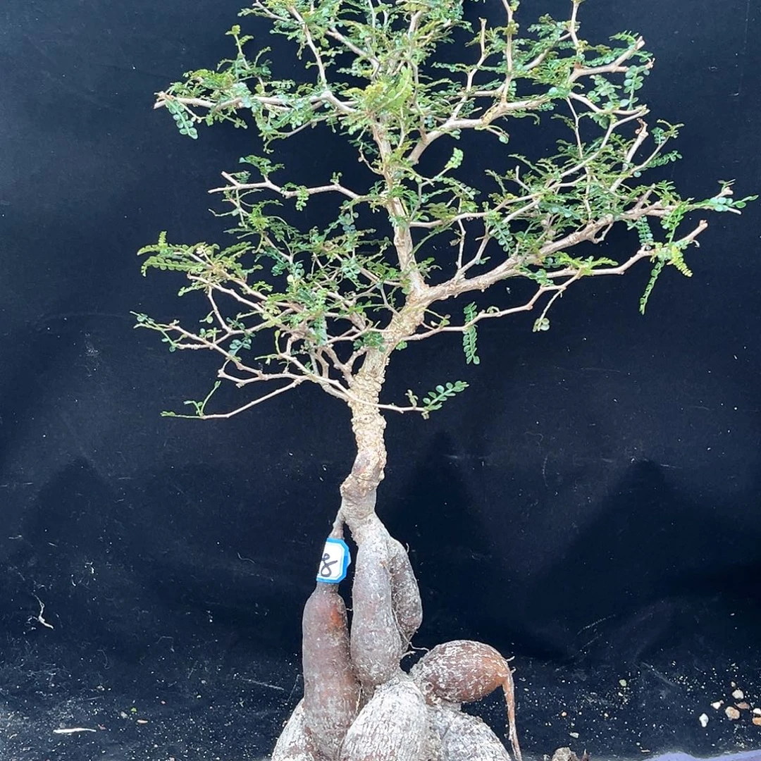 潮流植物 象足漆树 1