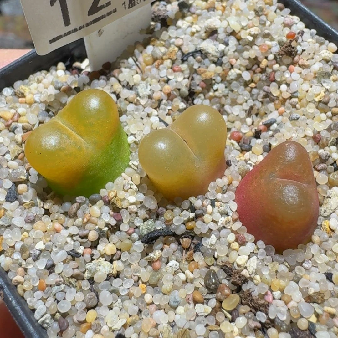 Sssss精品生石花12