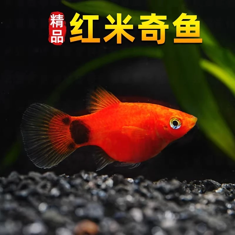 红米奇鱼活体鱼小型热带鱼月光鱼淡水鱼活体鱼胎生鱼红箭观赏鱼