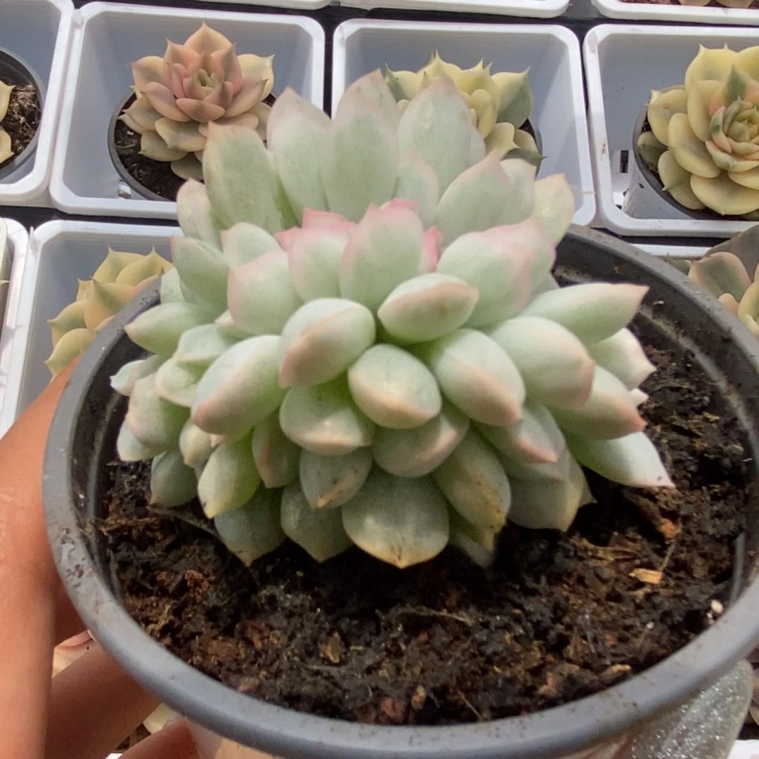 628白瓷雨燕座缀化覆轮锦