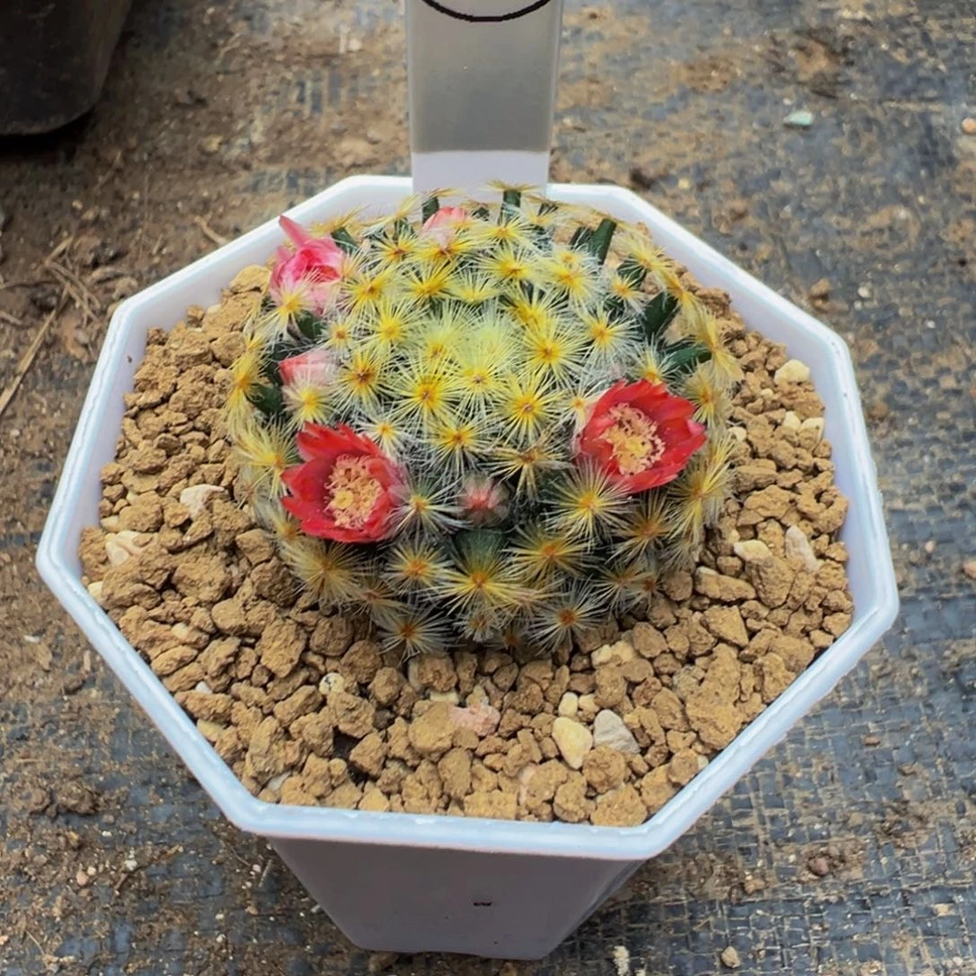 夏***天326实生根美花明星多肉植物带盆土
