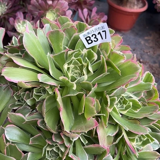 海多肉植物一个法师