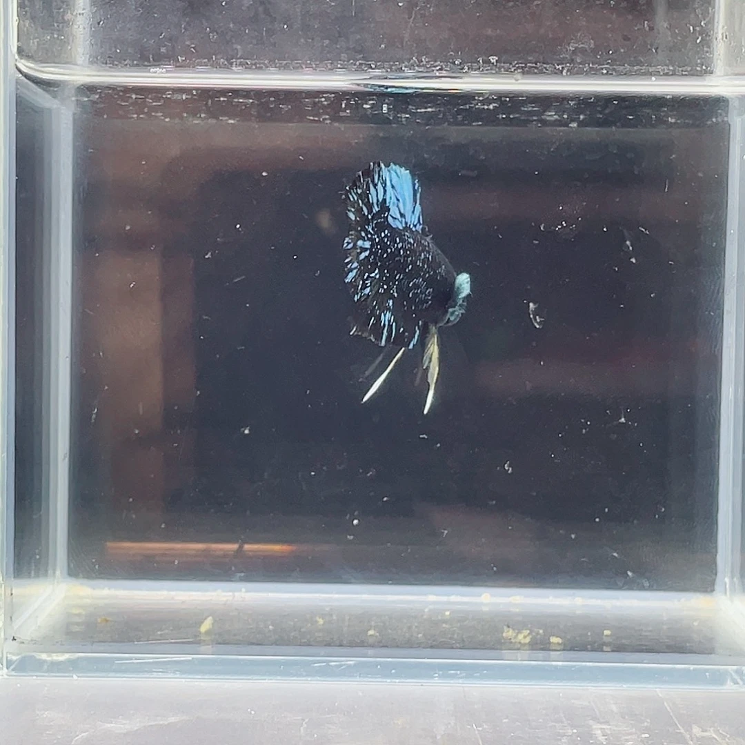 斗鱼印尼斗鱼的哦001