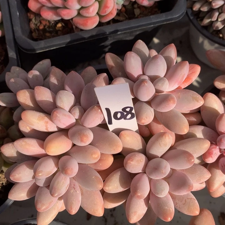 粉的恋人多日子黑五7277273