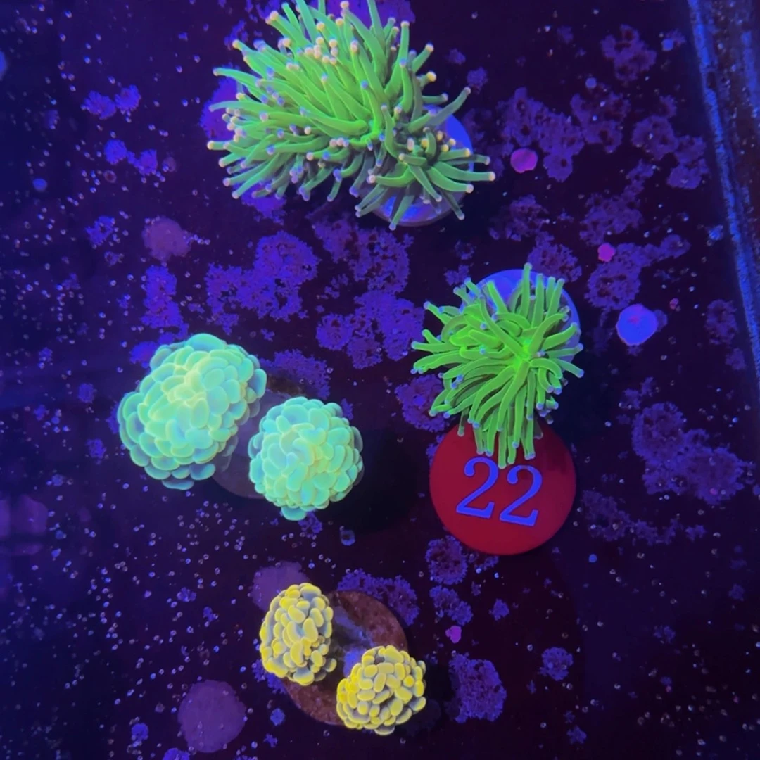 万鱼来朝海水观赏