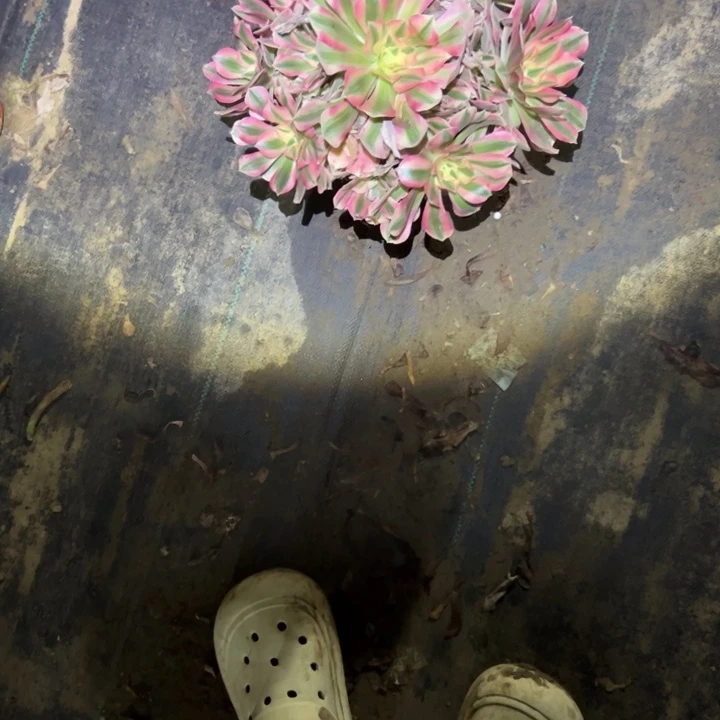 不包侧枝一物一拍29