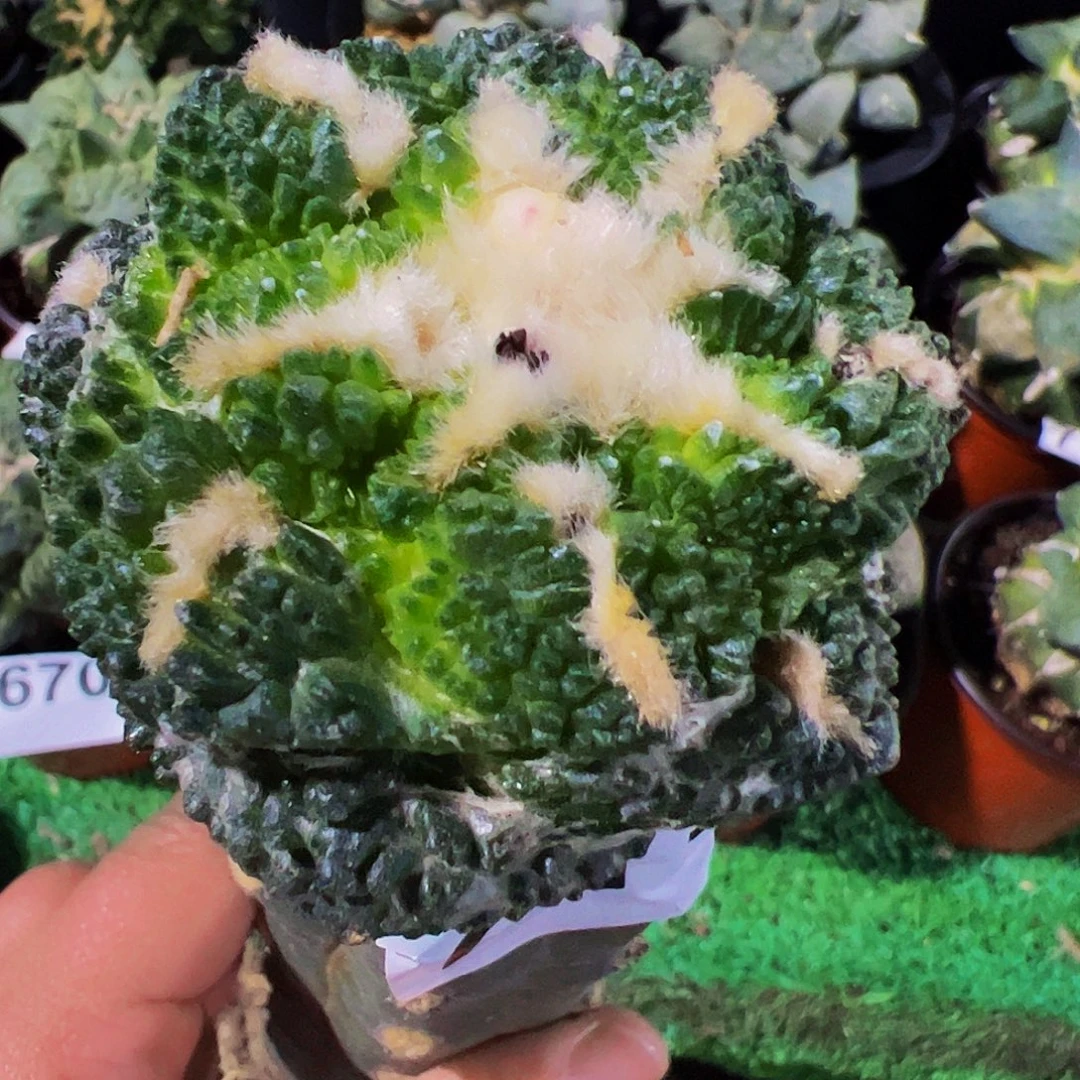 无花朵福利颗粒龟甲牡丹711