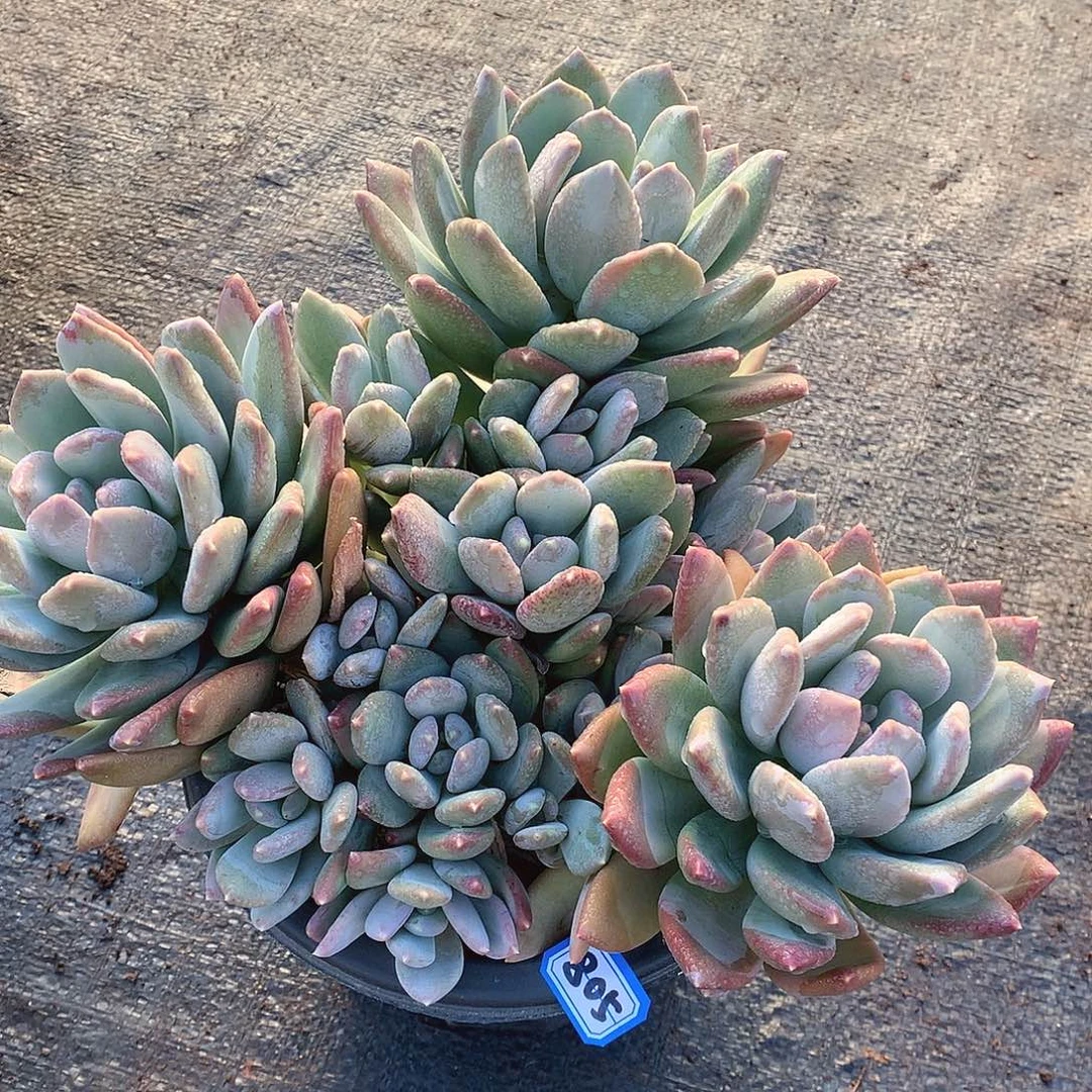 805海洋之星一物一拍多肉