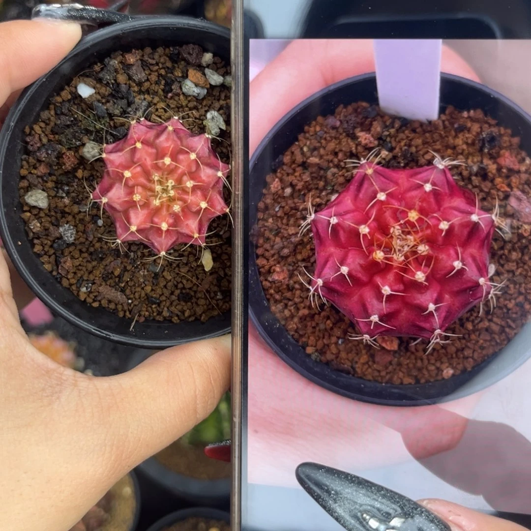 拉法格 侧牙 带盆土发货
