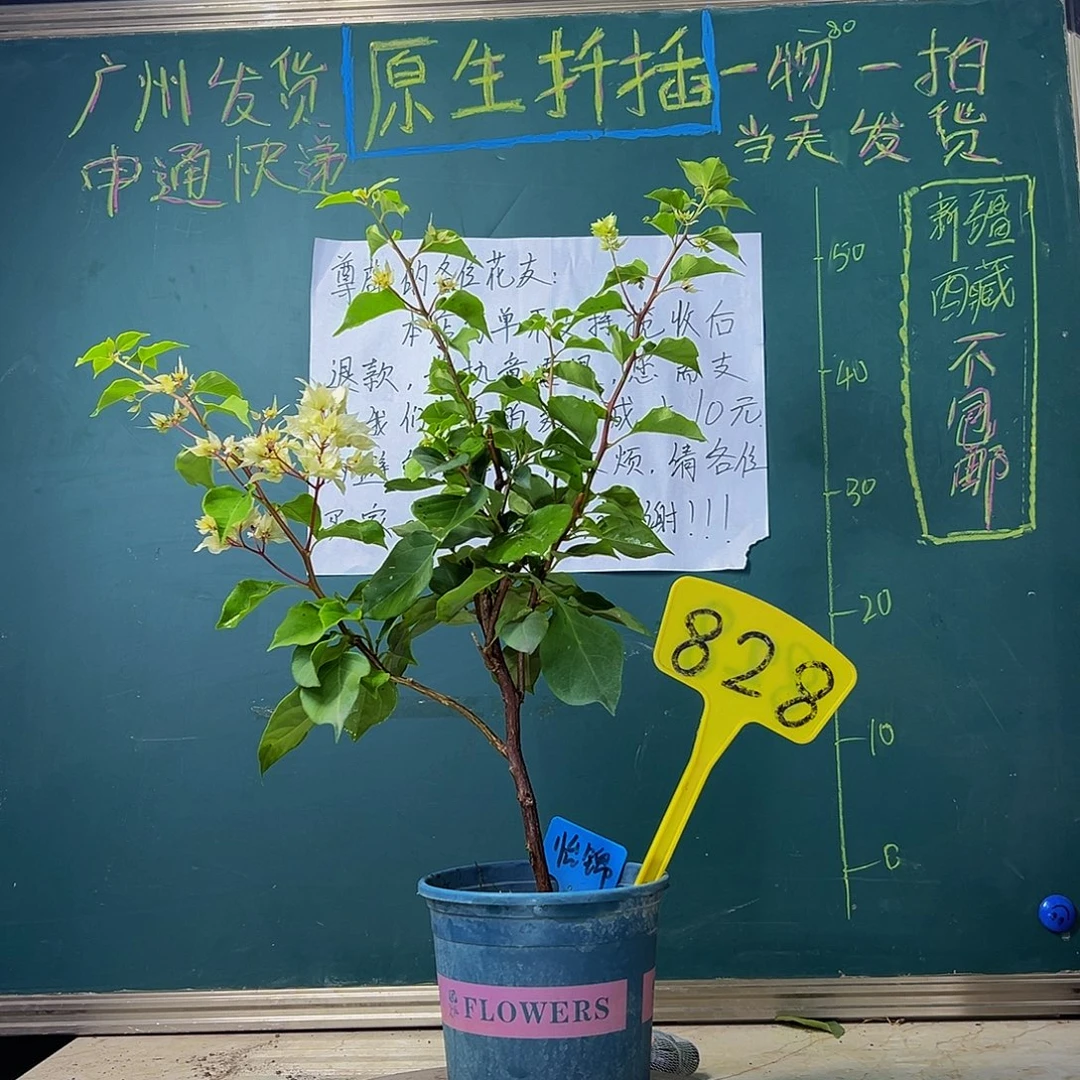 当前无花栽培后可以开花 怡锦 828