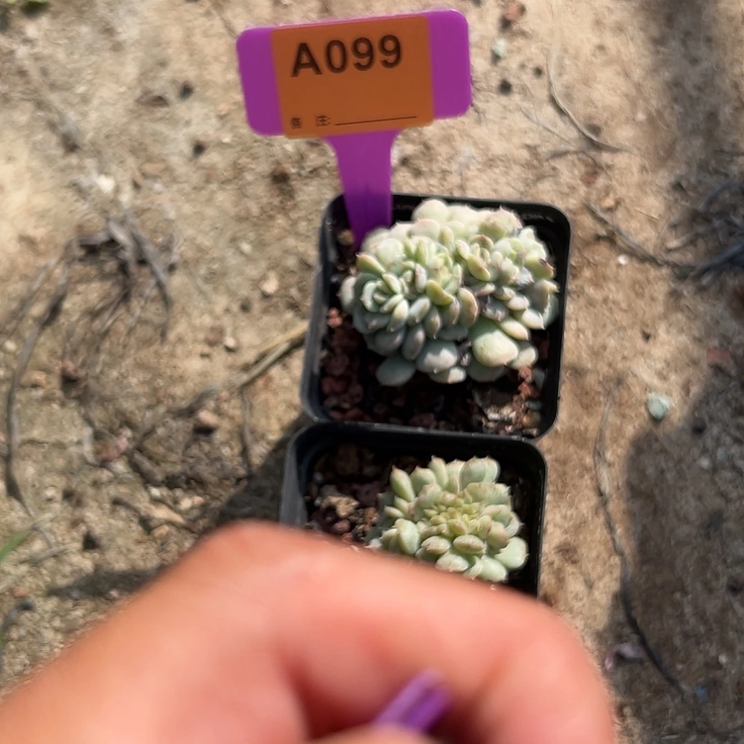 冰***蕾多肉植物一物一拍