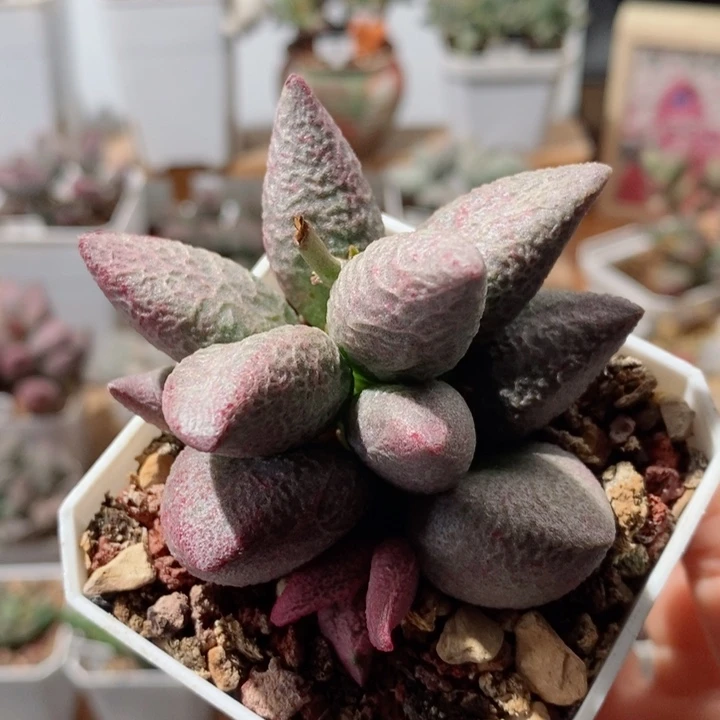 实生004水泡多肉植物