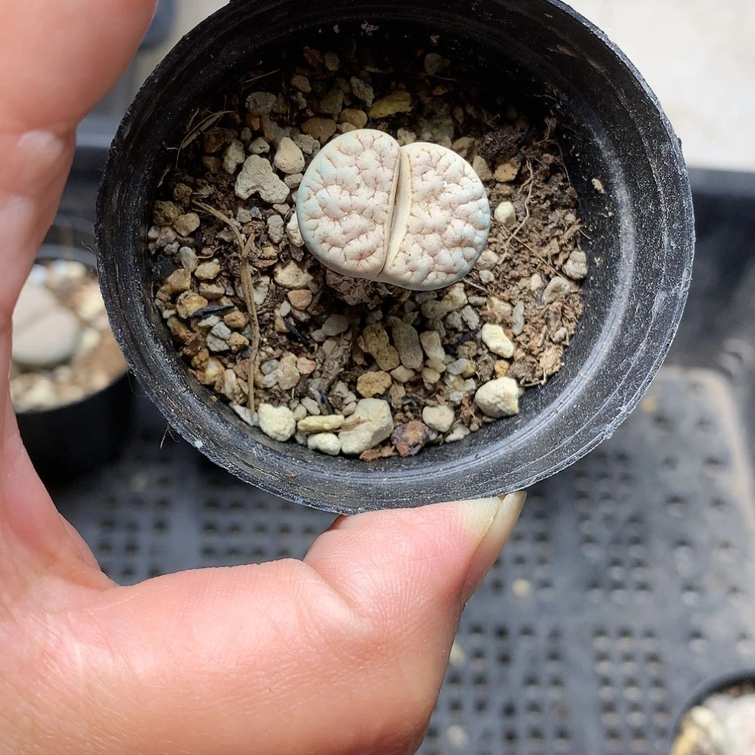 A****生G405多肉植物保护研究所