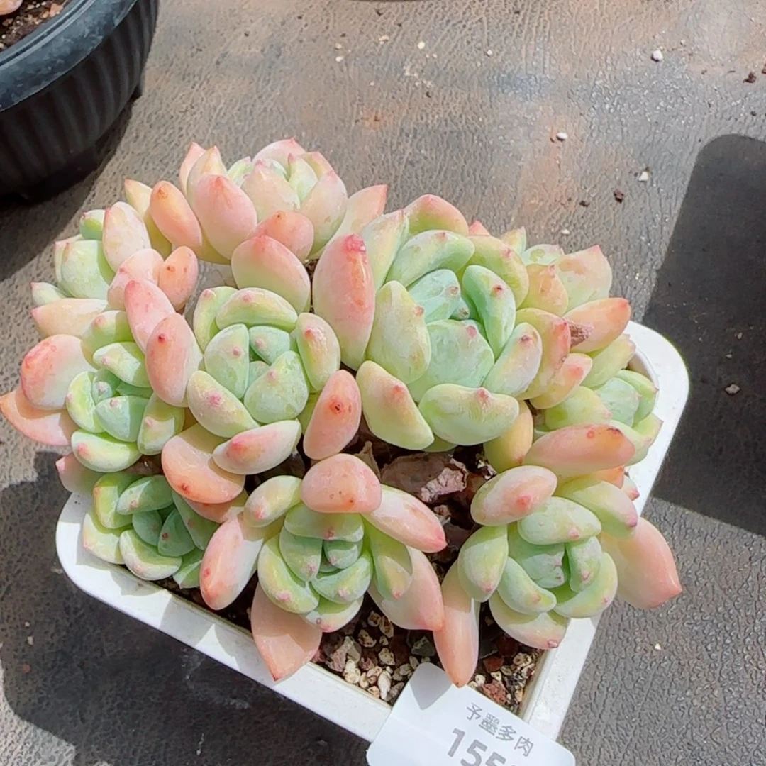 望舒，1550多肉植物