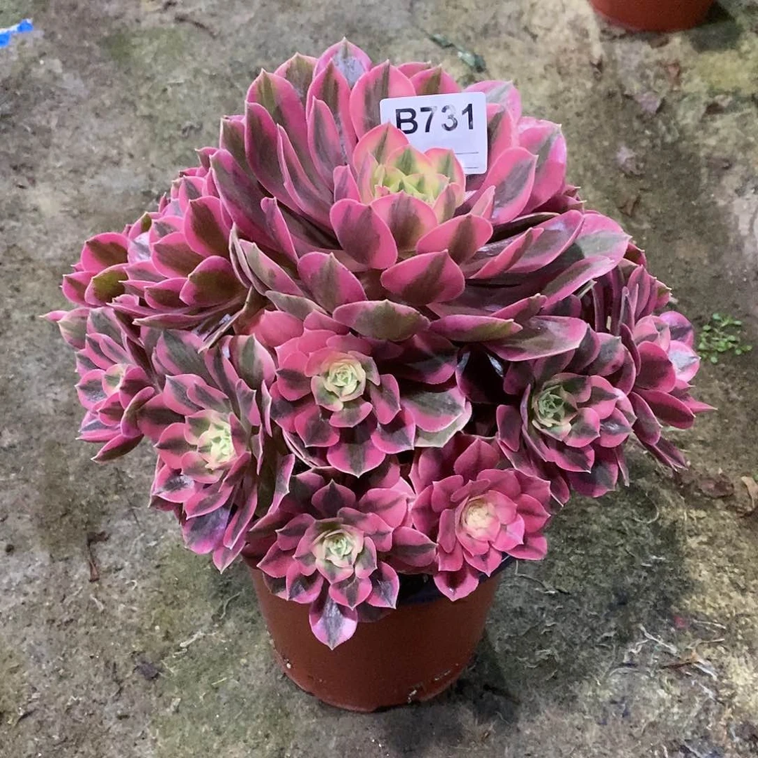 用****潭女妖多肉植物731