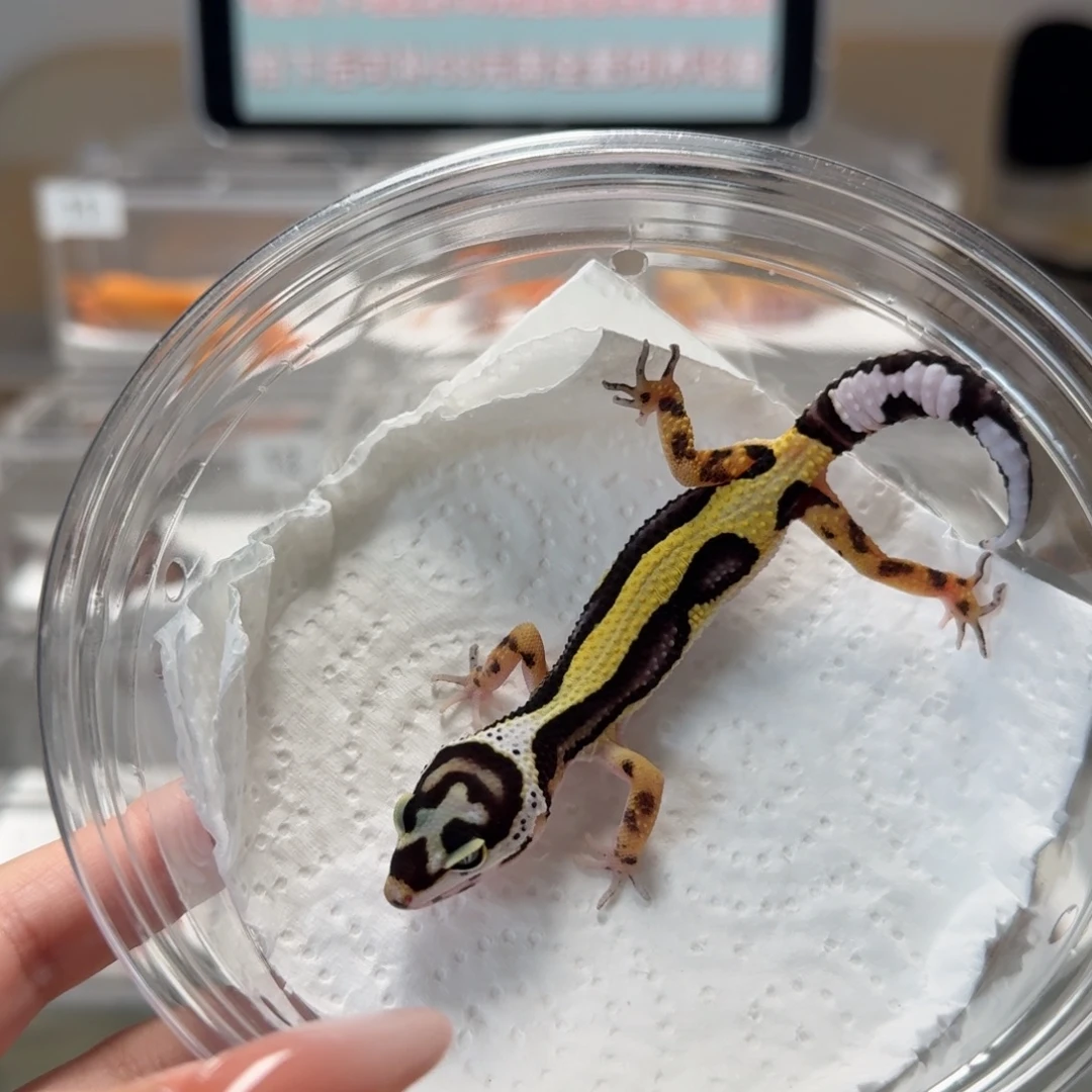 豹纹守宫土匪母温