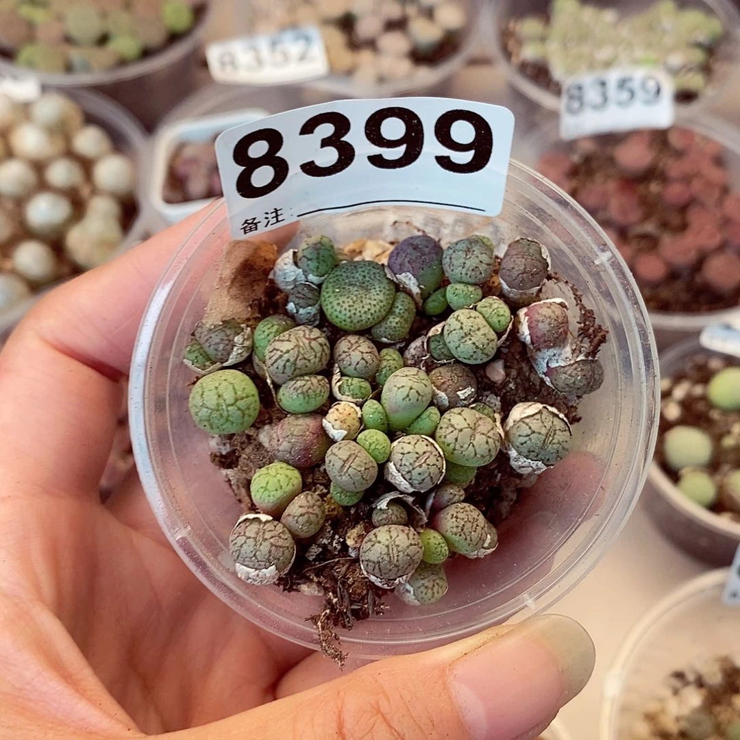 8399猴脸荧光玉盘
