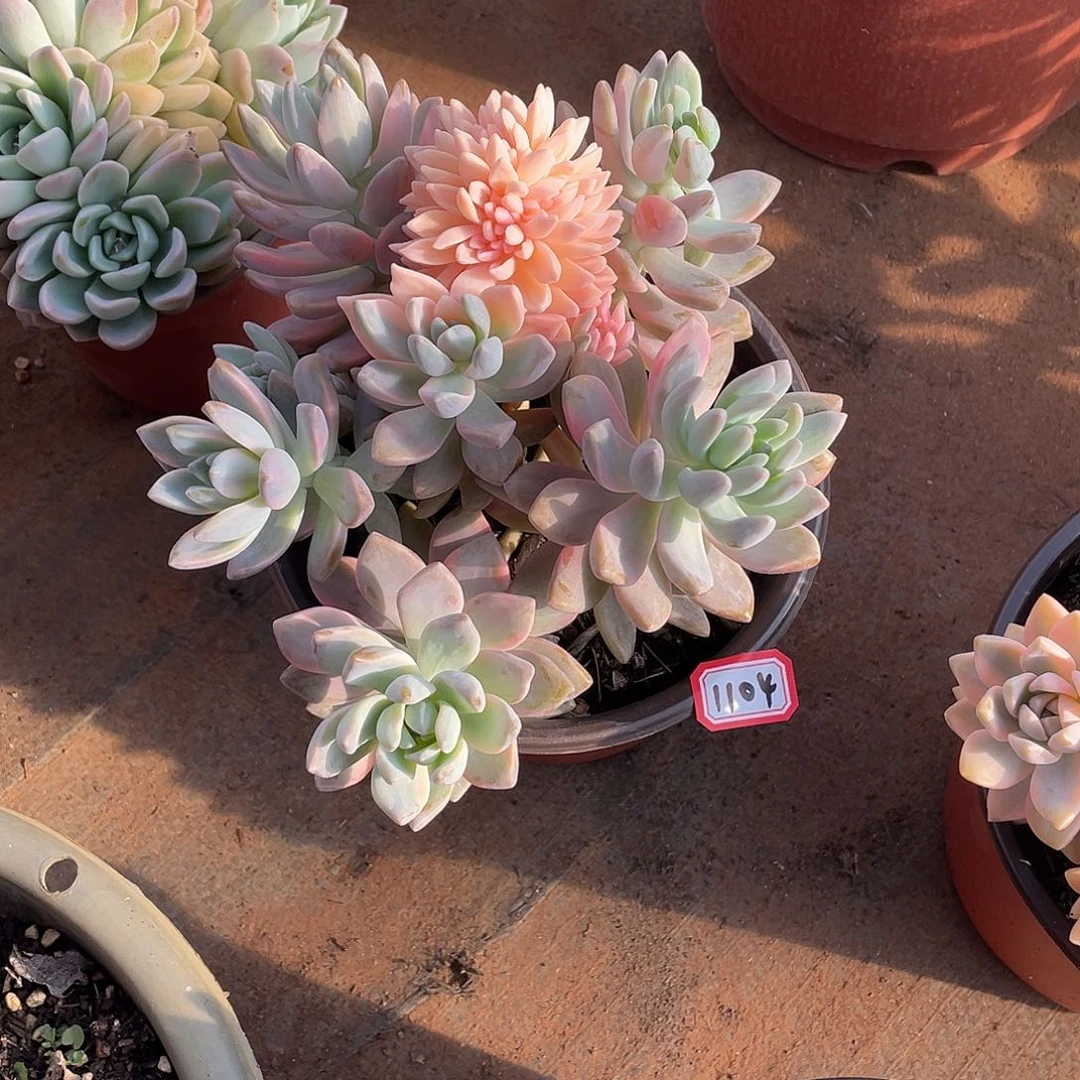 1104淡雪锦缀化 一物一拍多肉