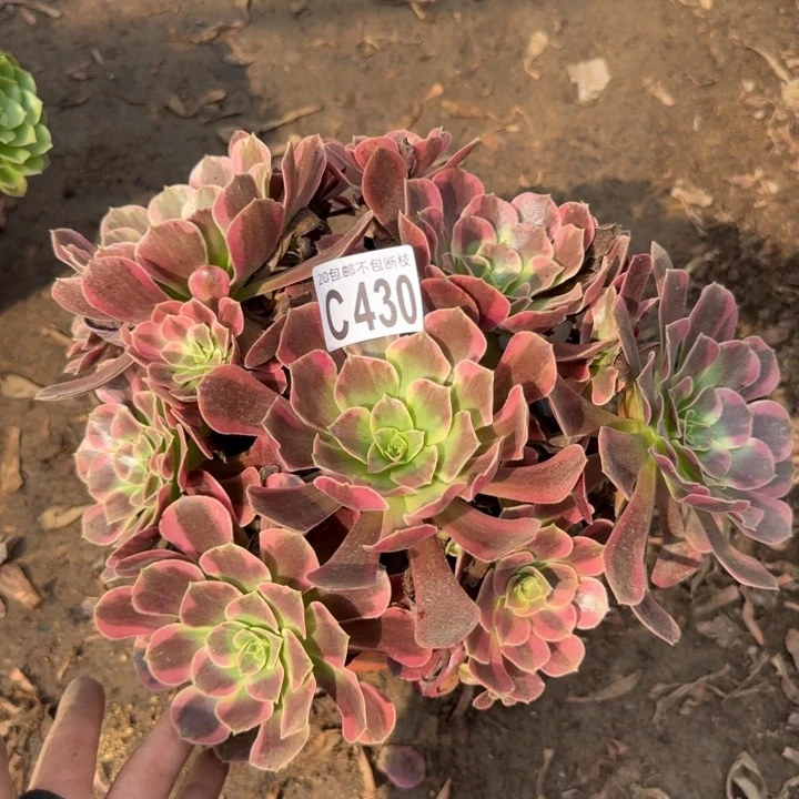 凤冠……多肉植物……