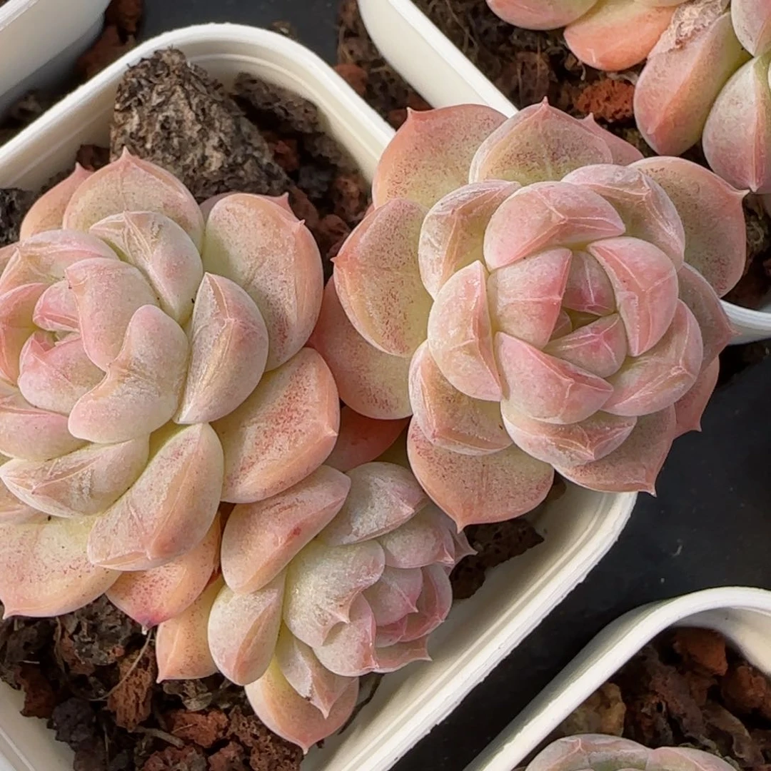 花语逸境0213-549