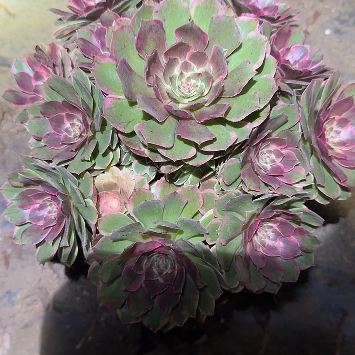 精品粉花妖开播福利110