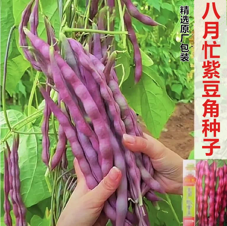 【八月忙冻死鬼豆角种子】耐热高产紫豆角家庭小院盆栽地栽四季种植