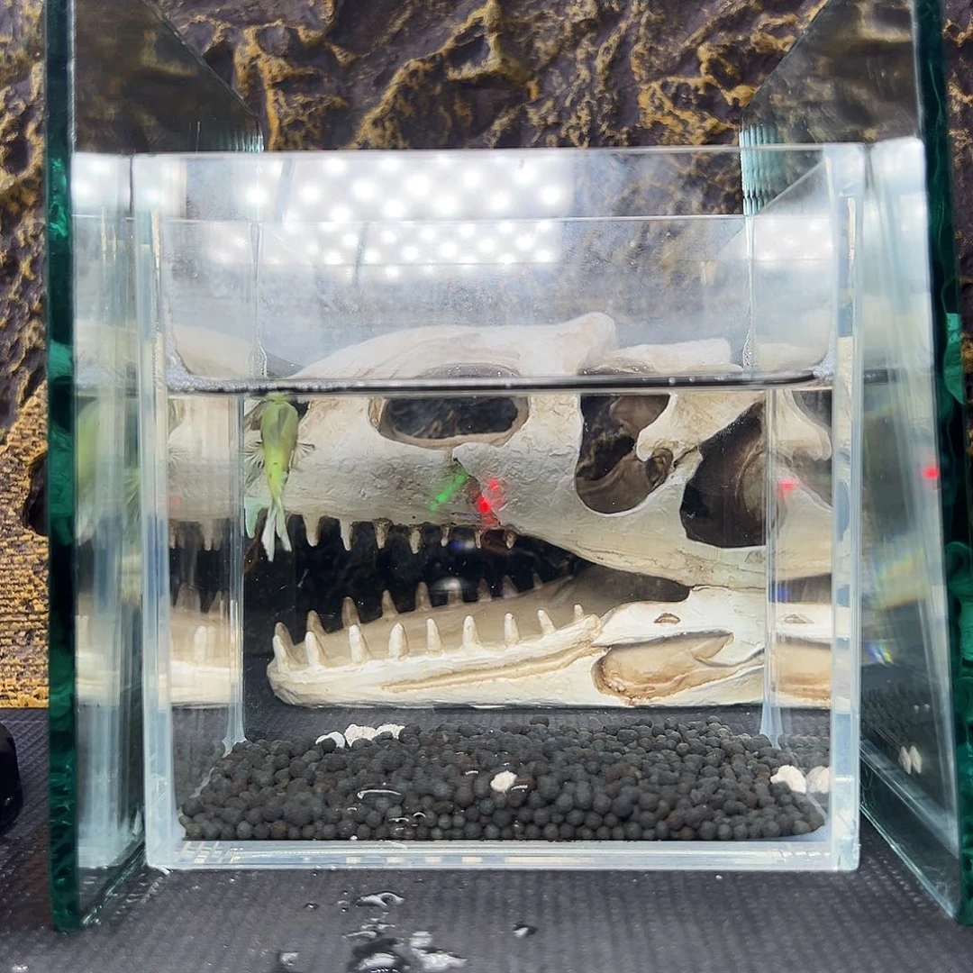 斗鱼精品精品精品精品精品精品