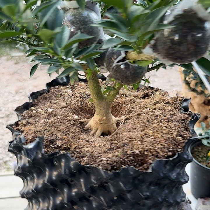 慧***M直播间八房柑一物一拍