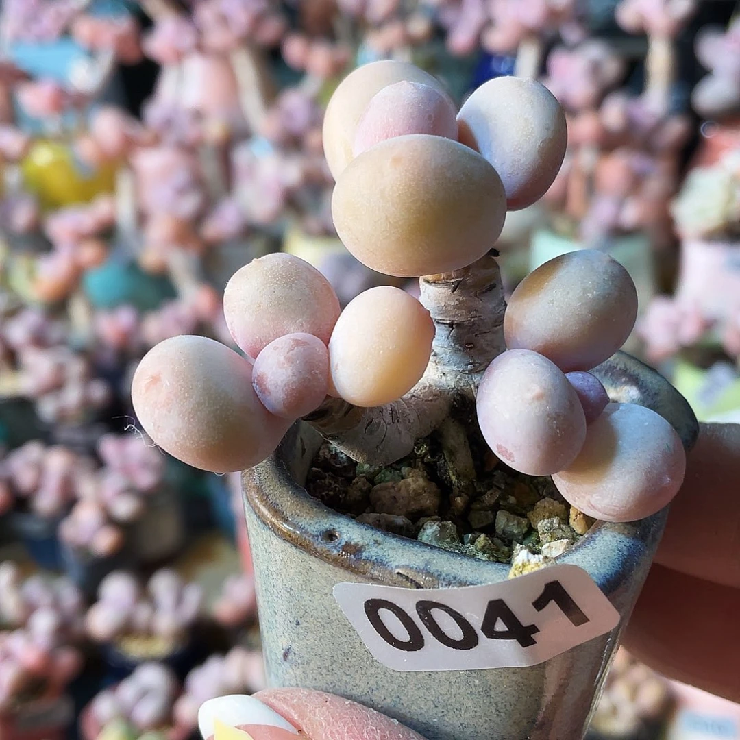 酒**子多肉植物的生长发育规律和生长