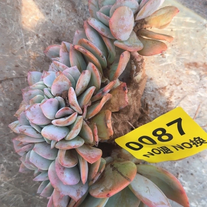 087号血凤缀化粗腿