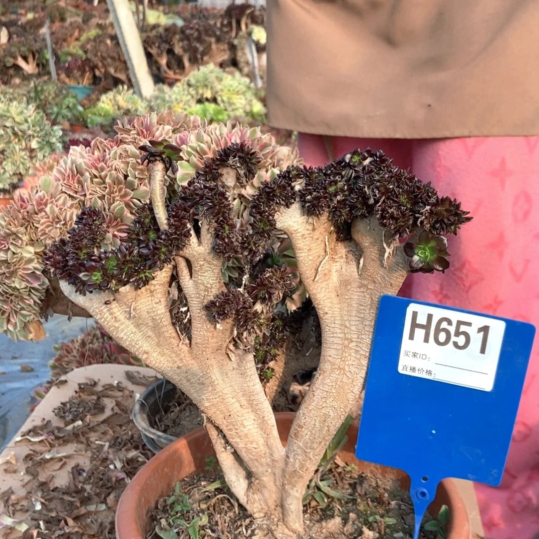 秋***651黑豆老桩老桩伤老桩