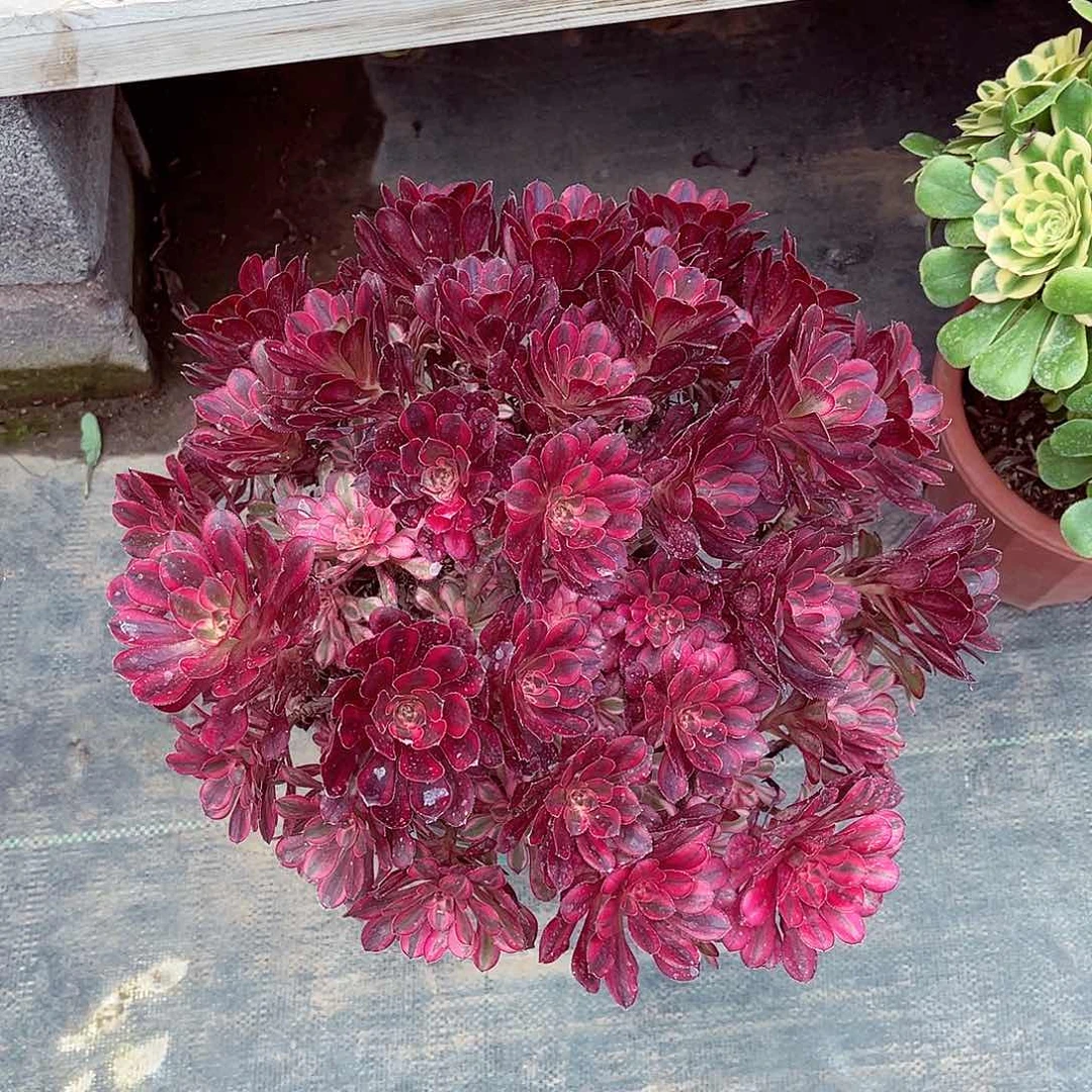 法师多肉植物f s