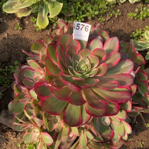 多肉植物粉花妖捧花