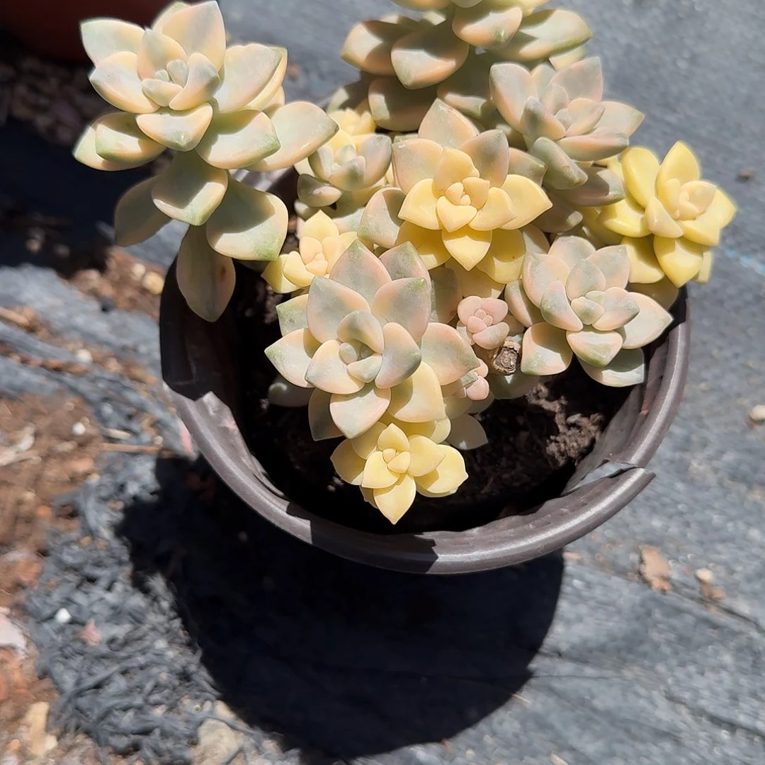 美杏锦多肉植物警惕哦