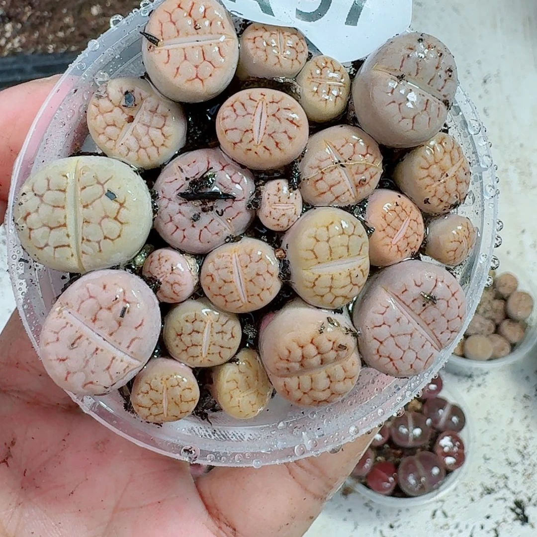 97多肉植物多肉植物