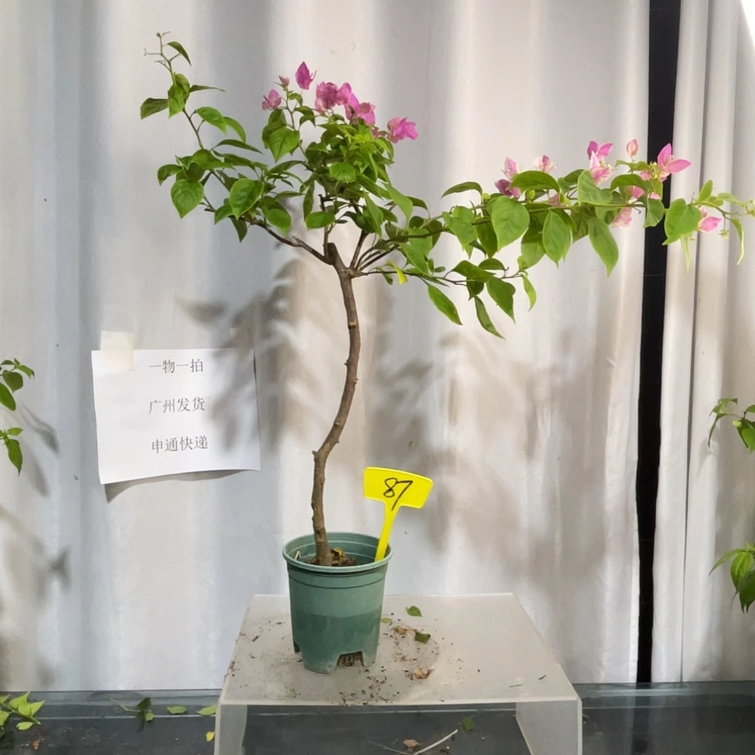 当前无花栽培后可以开花87章红樱扦插，放漏价