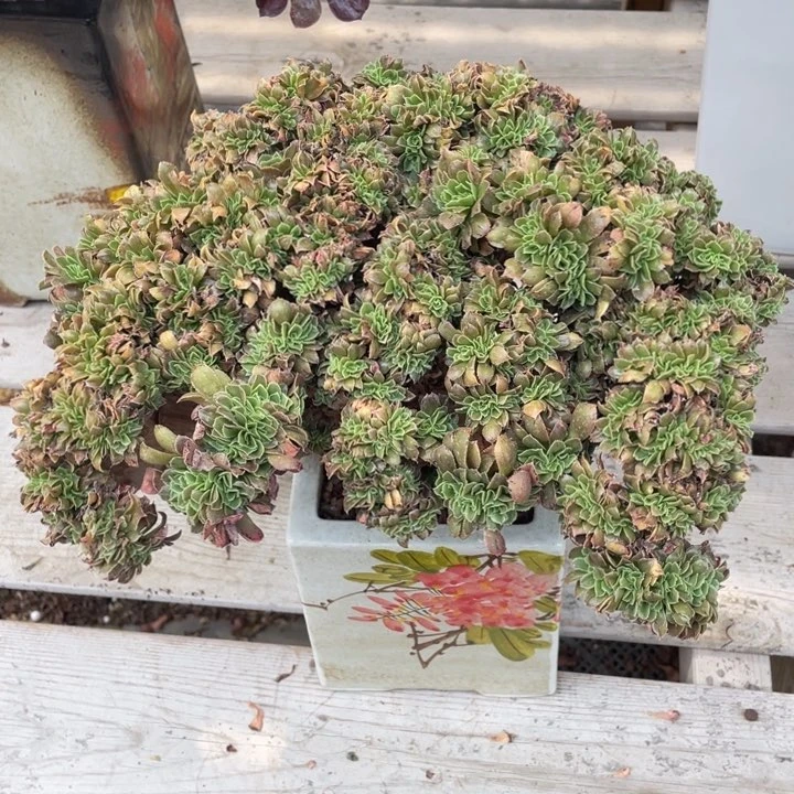 多肉植物的生长发育19