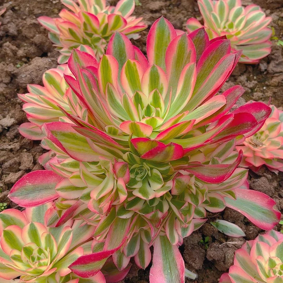 美杜莎手捧多肉植物