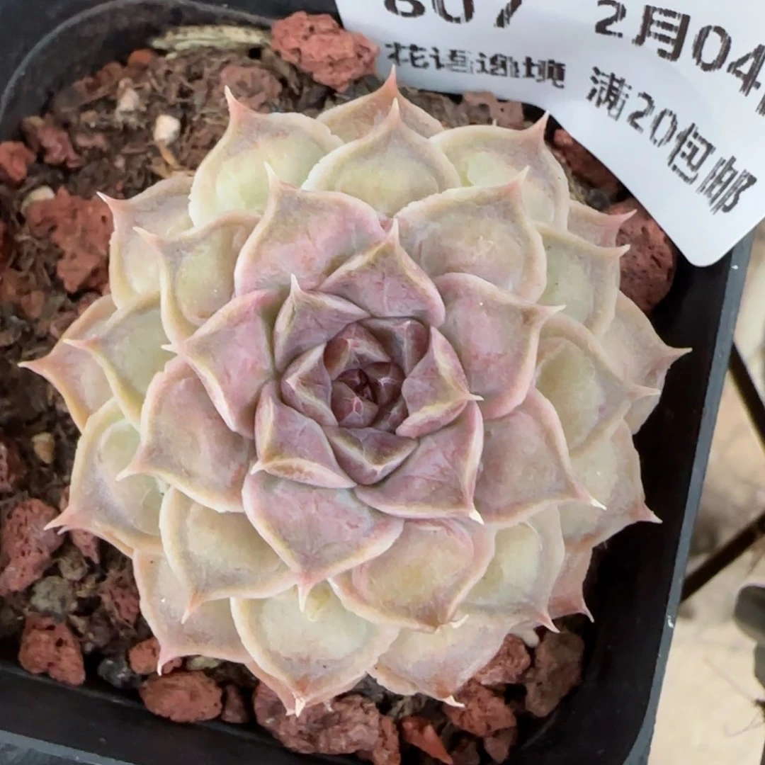 花语逸镜0204-807