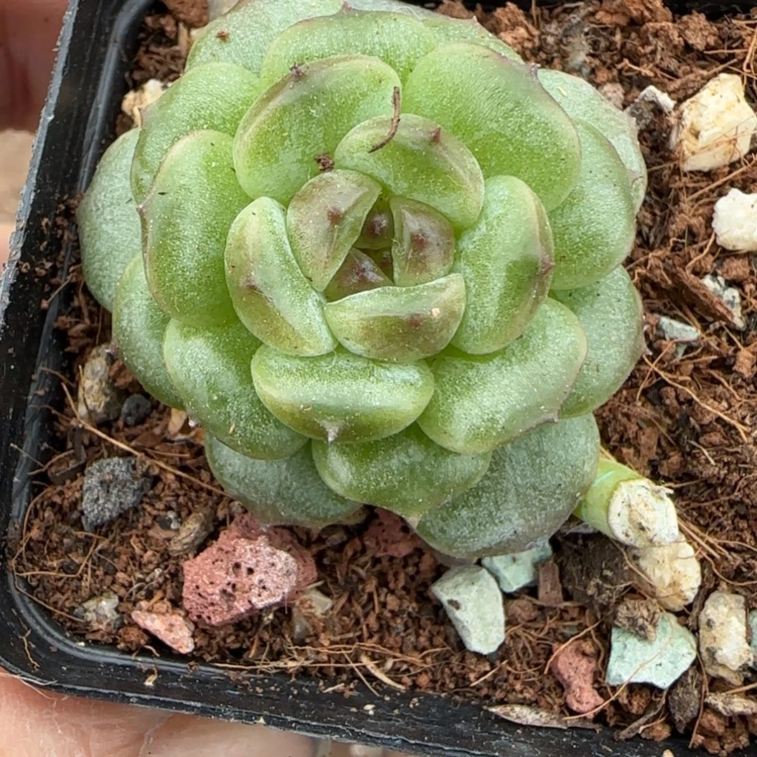 小卡拉米糖心一物一拍