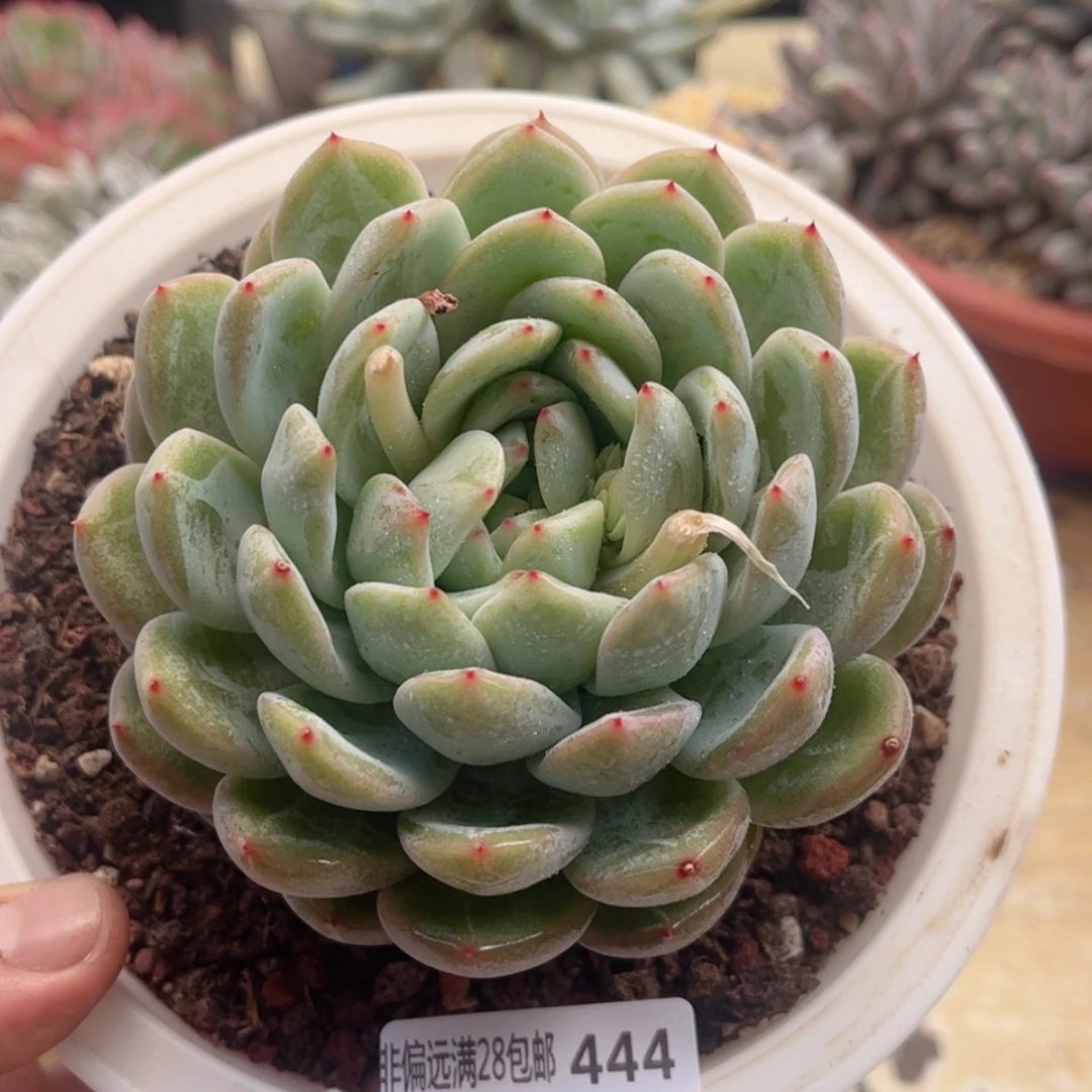 【闪购商品】444雪花珍妮