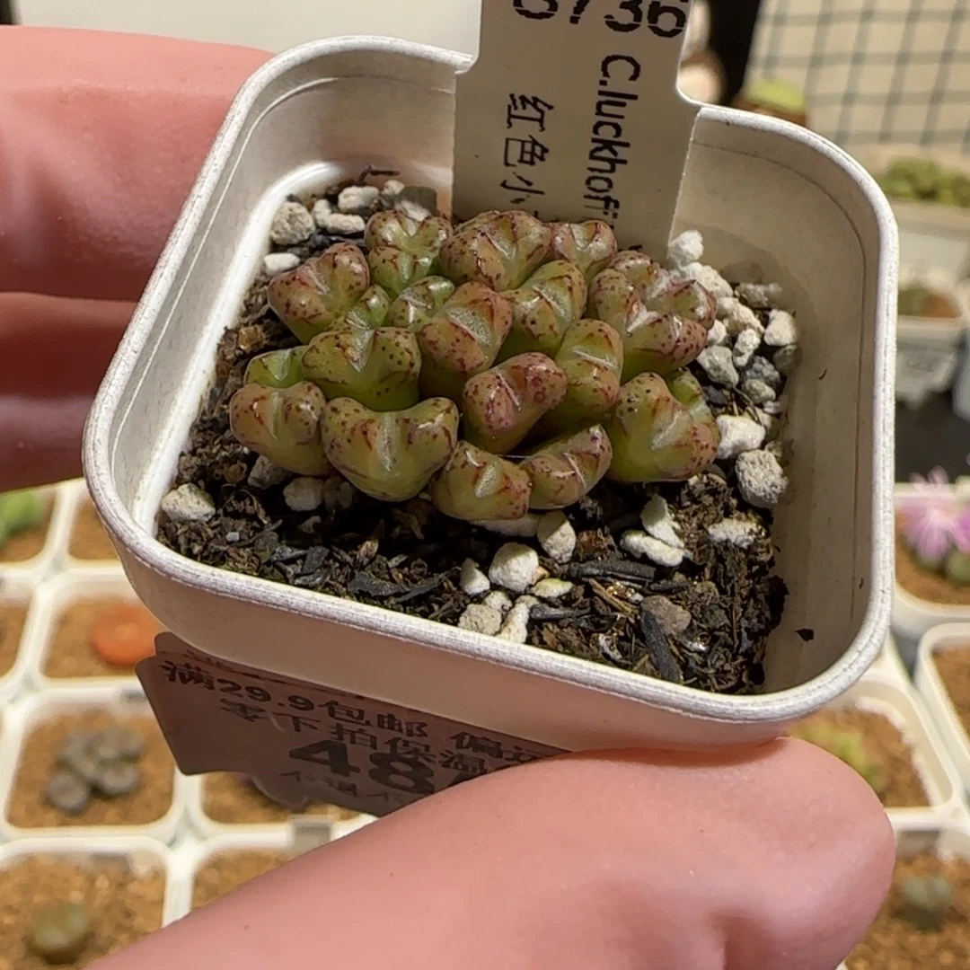 肉锥多肉植物组合-小飞485