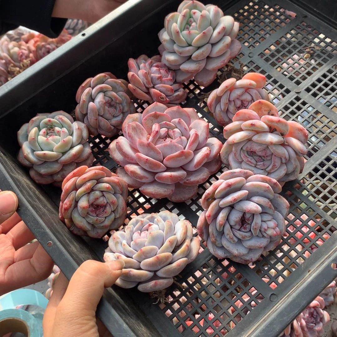 哈哈哈哈哈哈哈哈哈